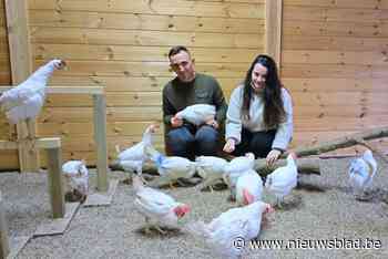 Dieter en Katrien vangen verwaarloosde legkippen op : “We zien kippen niet als een eiermachine”