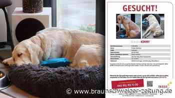 Wolfenbüttel: So läuft die Suche nach Angsthündin Kimmy