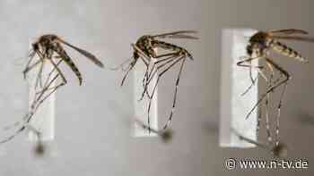 Größere Verbreitung von Erregern: Klimawandel lässt Mücken länger aktiv sein