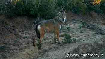 Lupi in città, presentato il progetto 'Life Wolf Wild'. Alfonsi: "Non sono un problema ma è meglio essere informati"