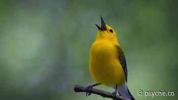 Tuning In To Bird Songs And Understanding Deep Listening