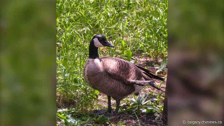 Calgary Wildlife Foundation mourns the passing of Angel the foster Goose