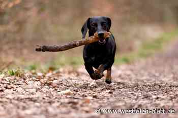 Teckelclub Lippe diskutiert über Entwurf des Bundesumweltministeriums