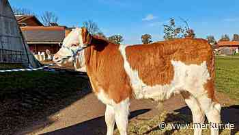 Rekord-Kalb für 38 000 Euro versteigert