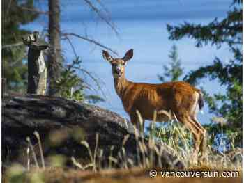 B.C. detects another case of chronic wasting disease in deer