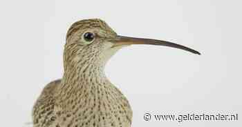 Einde oefening dunbekwulp: ‘Het was al te laat voor we het doorhadden’