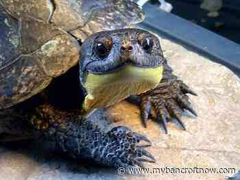 New raffle aims to raise turtle conservation awareness 