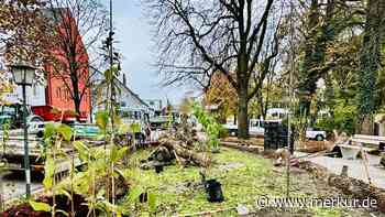 Hier wächst ein Wäldchen – mitten in der Stadt