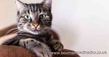 'Who is picking up cat's poo?'