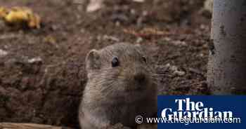 Week in wildlife in pictures: a naughty weasel, guard bees and a Sopranos bear