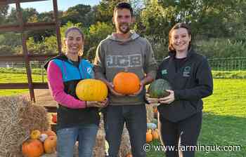 Young farmers' pumpkin PYO enterprise flourishes after support
