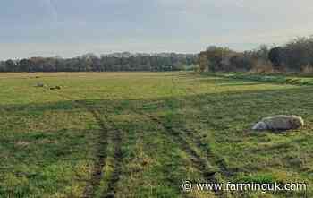 Vehicle 'deliberately' mows down and kills six sheep in Yorkshire