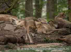 Scholier lastiggevallen door wolven op Utrechtse Heuvelrug