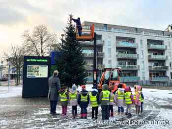 Ein Weihnachtsstern für die große Tanne am Stadthafen