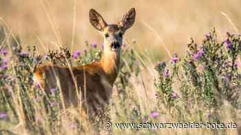 DNA-Ergebnisse sind da: Dieses Tier hat das Reh in Sulz gerissen