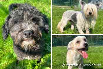 Kontichs dierenasiel krijgt 25 honden uit eenzelfde gezin binnen: “Ze zaten met 31 honden in huis, de geur was niet te harden”