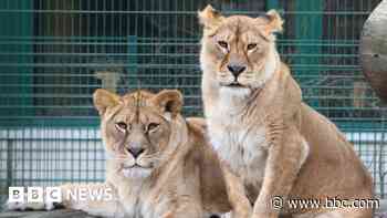 Zoo says Ukraine lionesses getting 'second chance'