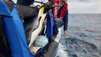 Emperor penguin released at sea 20 days after waddling onto Australian beach