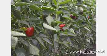 Proef met compost en bokashi in bio-paprikateelt