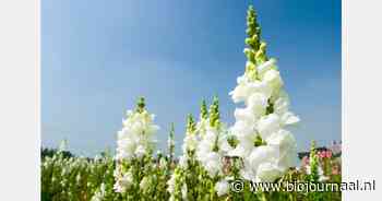Mooi Anders breidt uit vanwege gestegen vraag naar bio-bloemen