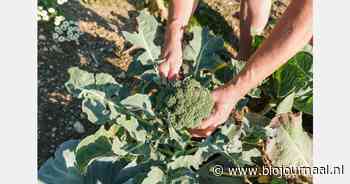 70% van de bio-groenten in Ierland wordt geïmporteerd