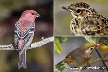 Vijf miljoen euro verbeurdverklaring geëist in zaak over illegale vogelhandel