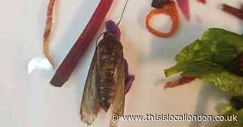 'Disgusting': Large dead bug found in Barking Asda salad bag