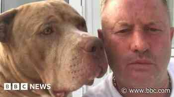 Dog owner reunited with XL bully after nine months