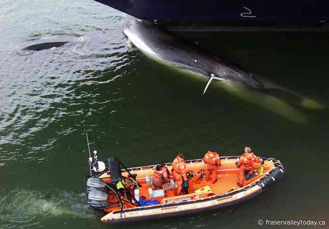 Ship strikes kill thousands of whales. A study of hot spots could map out solutions