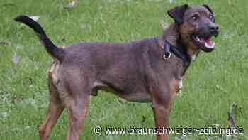 Anhänglich und ein bisschen pöbeln: Pan sucht ein Zuhause