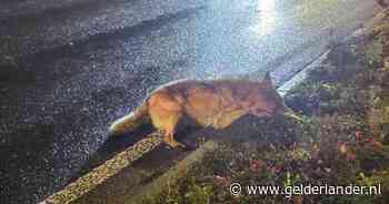 Wolf geraakt door auto én pick-uptruck, dier overlijdt langs provinciale weg N781