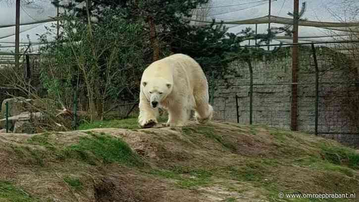 IJsbeer Wilbär (16) herstelde niet van operatie en is nu dood