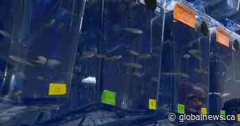 University of Manitoba fish lab studying tooth regrowth