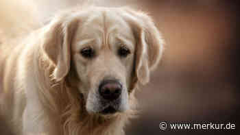 Golden Retriever tanzte bis über die Regenbogenbrücke: Die berührende Geschichte von Baker Barnes