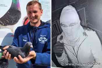 Dieven aan de haal met dure topduiven van Tom (37): “Ik denk dat hij maar een paar dagen meer zal leven. Echt triestig”