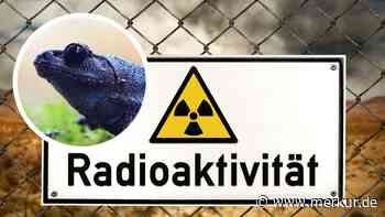 Radioaktive Strahlung und Evolution: Wie Frösche in Tschernobyl ihre Farbe wechseln