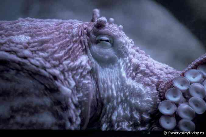 Octopus battles B.C.’s bomb cyclone in ocean floor video