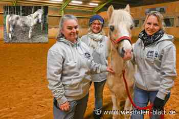 Pferde und Esel in Not: Wie ein Höxteraner Adventsmarkt helfen soll