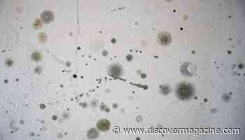 Should I Worry About Mold Growing in My Home?