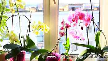 Von Eis bis Zimt: Diese zehn Tipps verwandeln Ihre Orchideen in Dauerblüher
