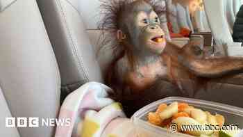 Baby orangutan's first-class ticket to new home