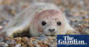 First grey seal pup of the season born on Suffolk coast