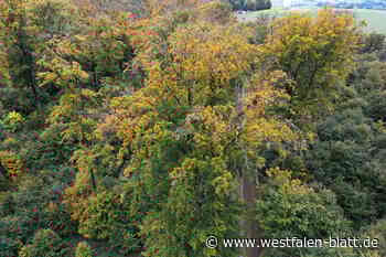 Stadtwald Marienmünster bekommt 9500 junge Bäume