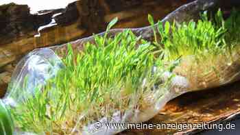 Vom Plastikmüll zum Kräutergarten: Upcycling von PET-Flaschen