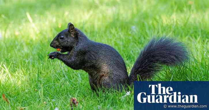 Young country diary: Spotted! A black squirrel outside my school kitchen | Noah