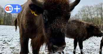 Kiel: Neue Wisentkühe im Tiergehege Hasseldieksdamm