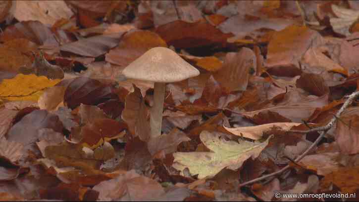 Zeewolde - Flevoland is rijk aan paddenstoelen: 'Ze hebben iets magisch'
