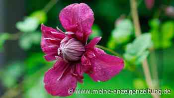 Diese Clematis-Arten sollten Sie ab November zurückschneiden