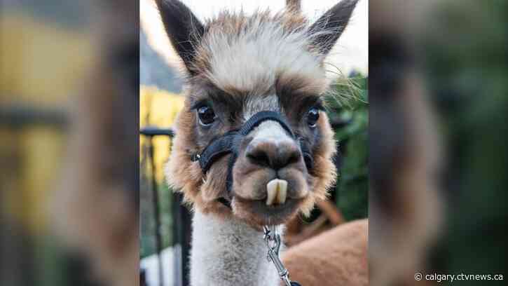 Spruce Meadows Christmas Market adds Allen the Alpaca to Sunday lineup