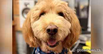 Canada Post strike could halt Nova Scotia dog influencer’s Christmas cards